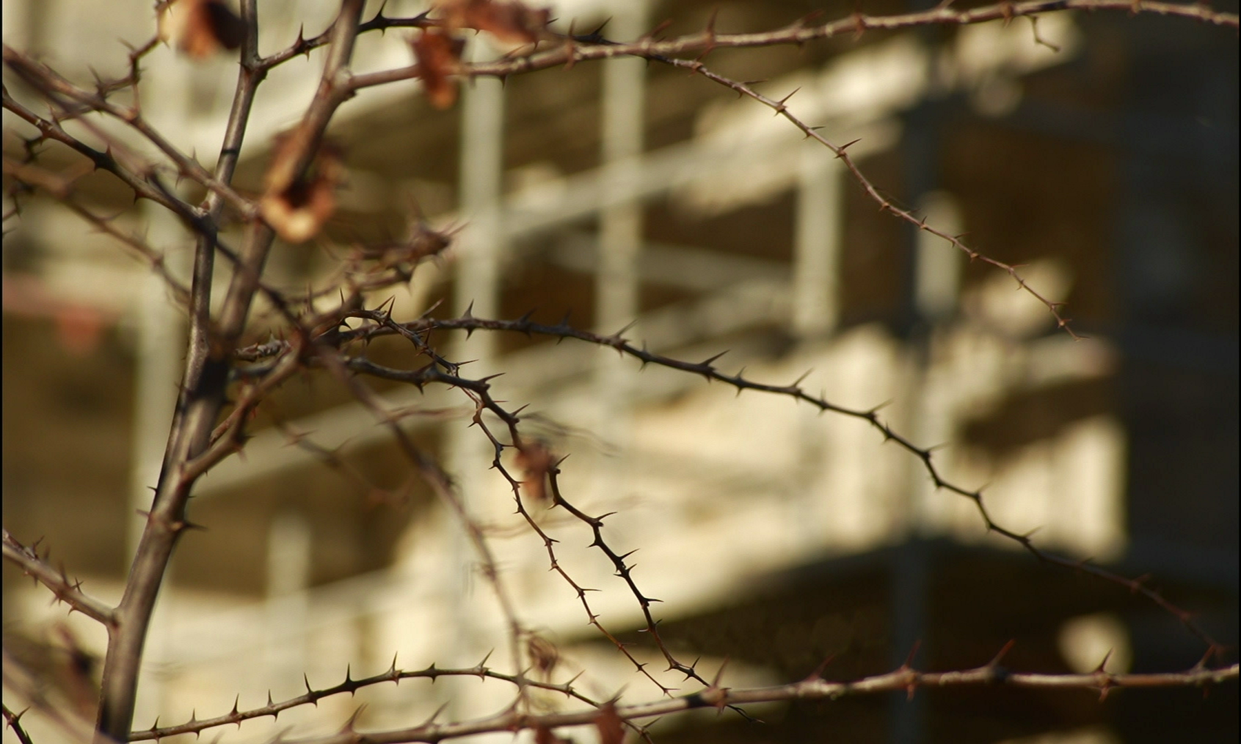 vlcsnap-2025-09-08-23h23m28s881